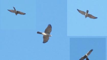 Eurasian Sparrowhawk