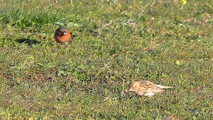 Greater Short-toed Lark