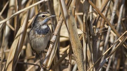 Bluethroat