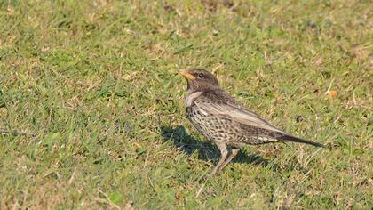 Ring Ouzel