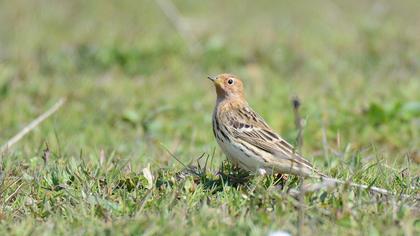 Red-throated Pipit