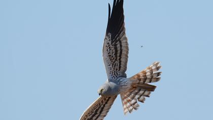 Montagu`s Harrier