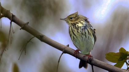 Tree Pipit