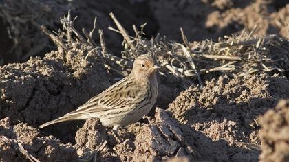 Red-throated Pipit