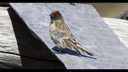 Red-fronted Serin