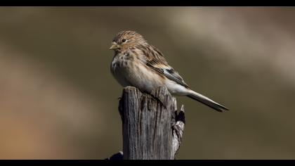 Twite
