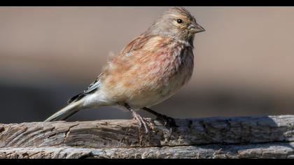 Common Linnet
