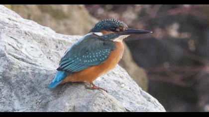 Common Kingfisher