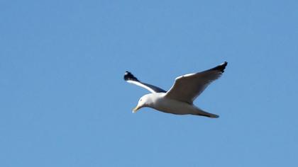 Lesser Black-backed Gull