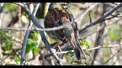 Cirl Bunting