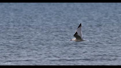 Audouin`s Gull