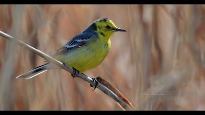 Citrine Wagtail