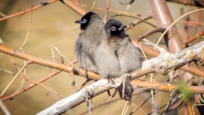 White-spectacled Bulbul