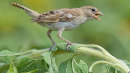 House Sparrow