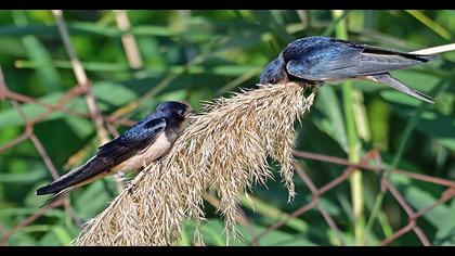 Barn Swallow