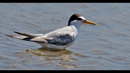 Little Tern