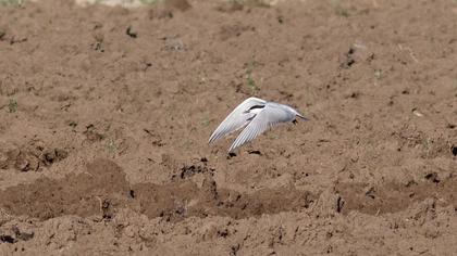 Gull-billed Tern