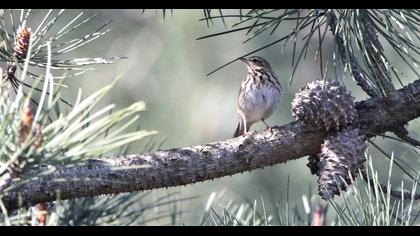 Tree Pipit