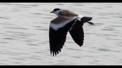 Spur-winged Lapwing