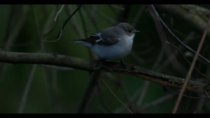Semicollared Flycatcher