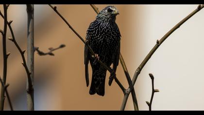 Common Starling