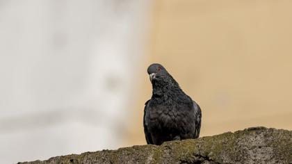 Rock Dove
