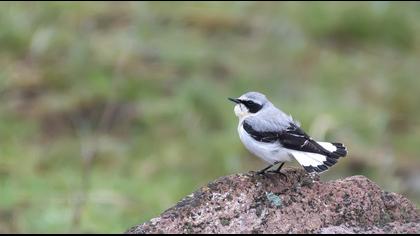 Northern Wheatear