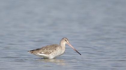 Black-tailed Godwit
