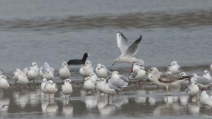 Black-headed Gull