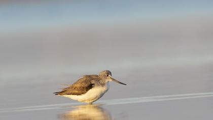 Common Greenshank