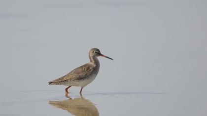 Common Redshank