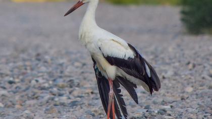 White Stork