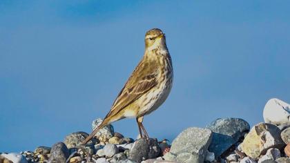 Water Pipit