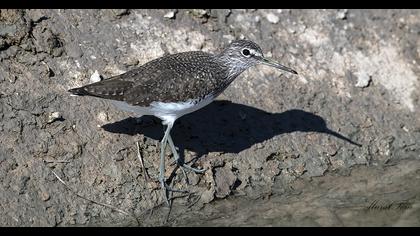 Green Sandpiper