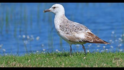 Yellow-legged Gull