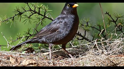 Common Blackbird