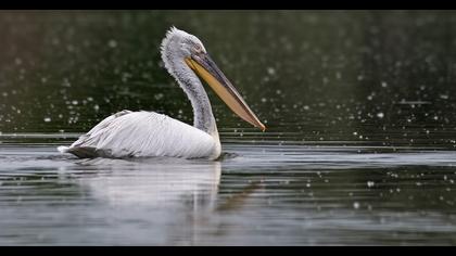 Dalmatian Pelican