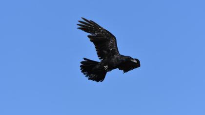 Northern Raven