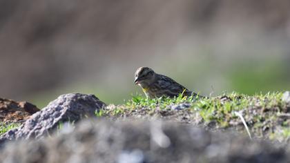 Rock Sparrow