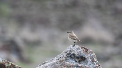 Isabelline Wheatear