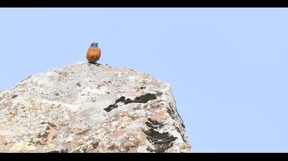 Common Rock Thrush