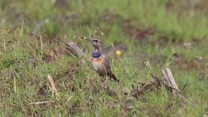 Bluethroat