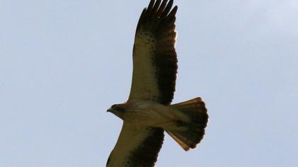 Booted Eagle