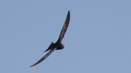 Common Swift