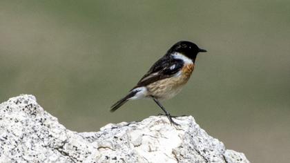 European Stonechat
