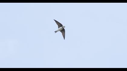 Sand Martin