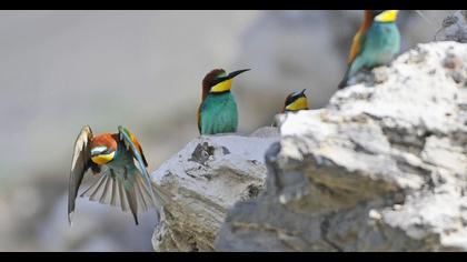 European Bee-eater