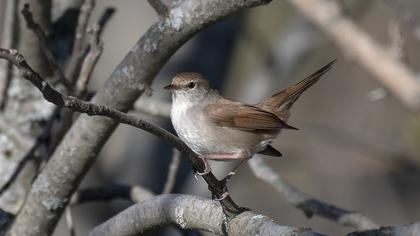Cetti`s Warbler