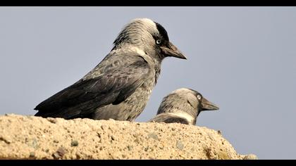 Western Jackdaw
