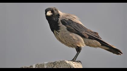 Hooded Crow